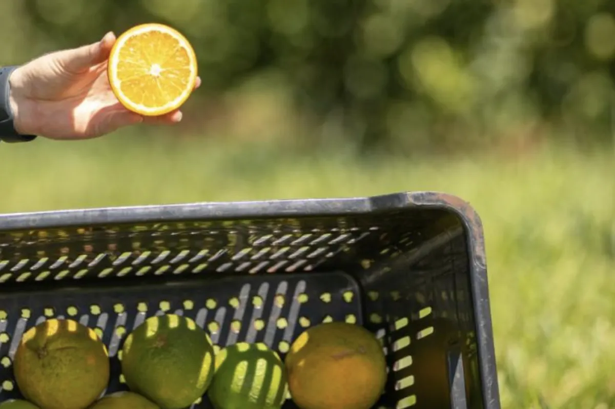 Laranja azeda de MS atrai investimento francês para óleos essenciais