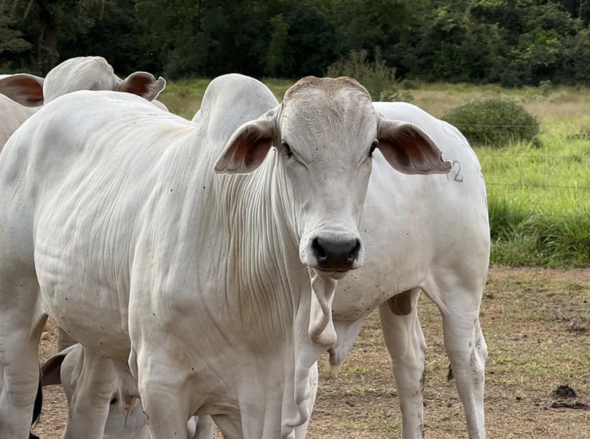 Pecuaristas de MT têm até hoje para tirar GTA antes de pausa no Sindesa