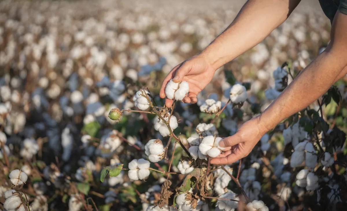 Produtividade recorde de algodão compensa queda de 11% em área em Mato Grosso