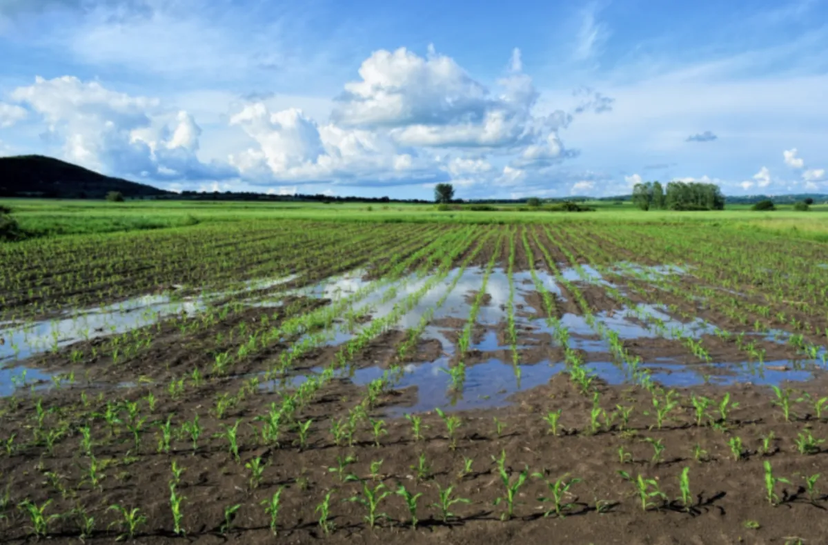 Produtores do Paraná têm até novembro para renegociar crédito rural