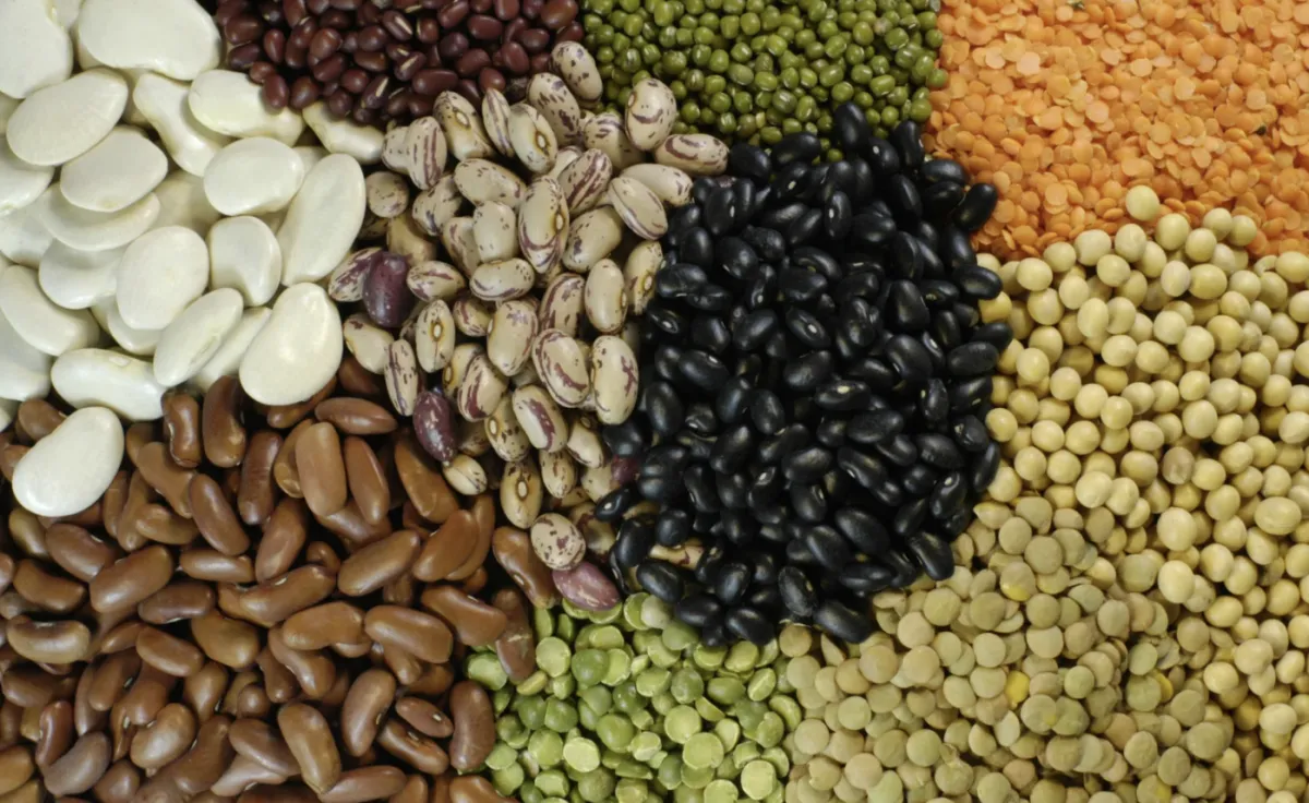 Ibrafe leva pulses, feijões e gergelim brasileiros à Ásia