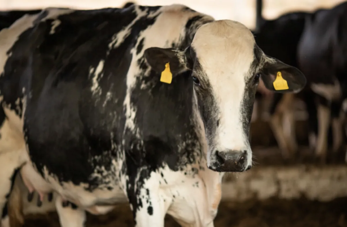CNA alerta produtores de leite para a importância da gestão de riscos
