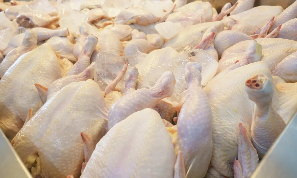 Exportação de carne de frango dispara 29,9% e atinge 519 mil t em julho