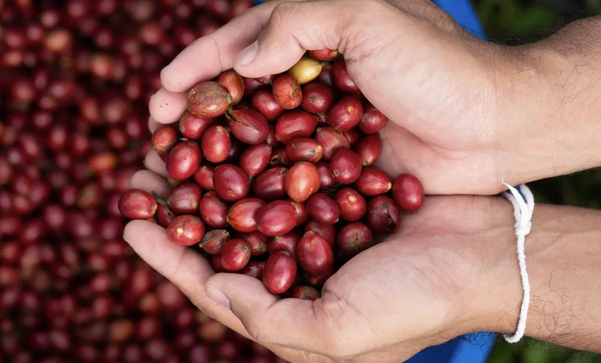 Safra 2027/28 de café exige atenção após fim da colheita 26/27