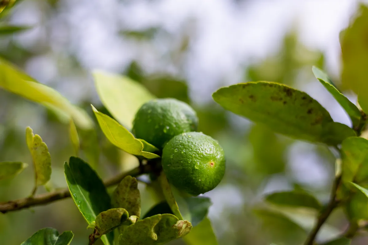 Avanço do greening acende alerta em pomares de limão Tahiti no país