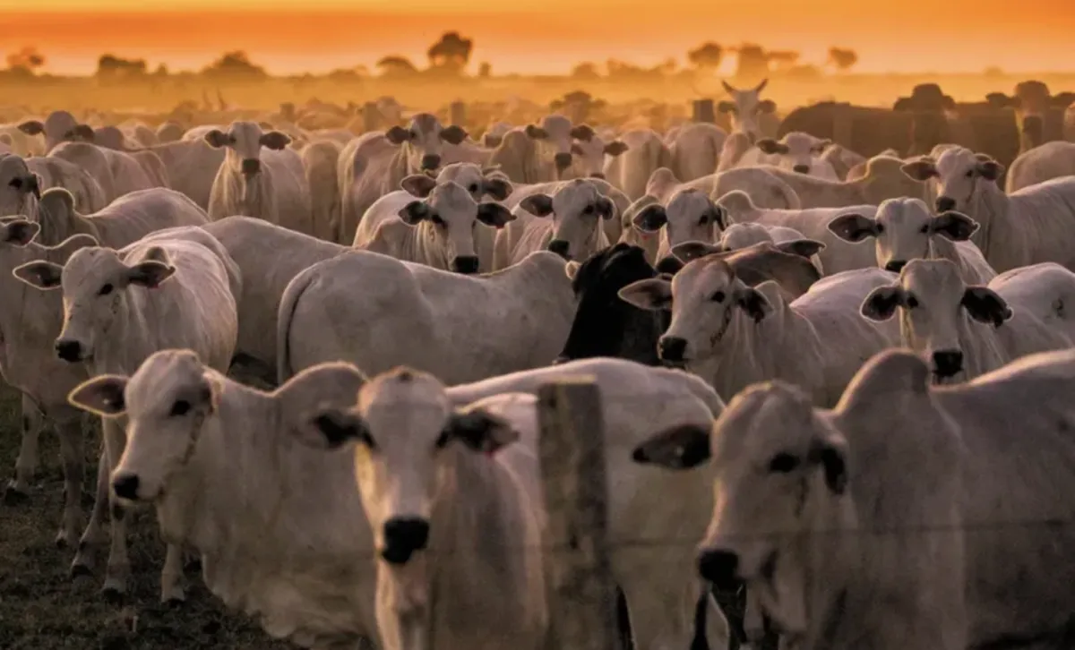 Pecuária de Goiás sustenta preço da arroba mesmo com barreiras externas