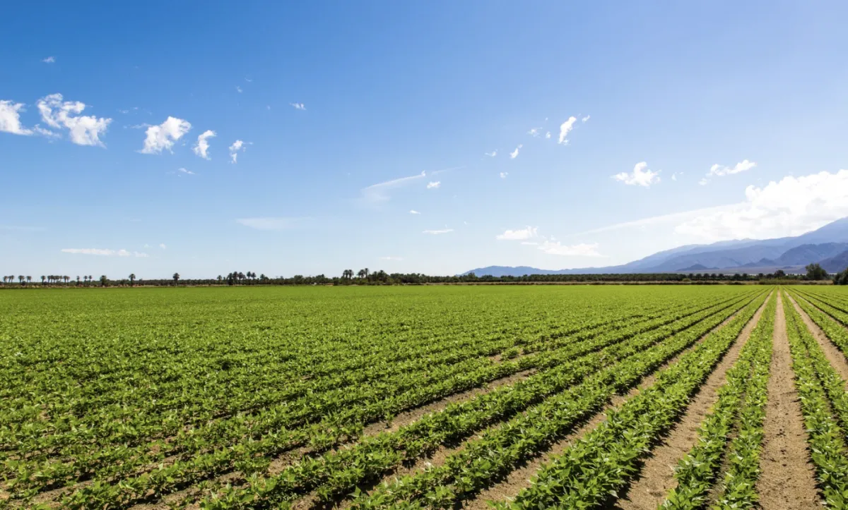 Centro-Oeste lidera recuperações judiciais do agro com 31% dos casos