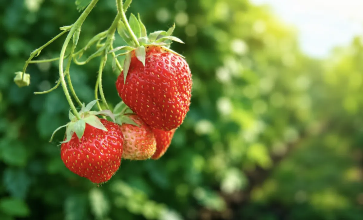 Entrada de morango egípcio pressiona preços e ameaça produtores