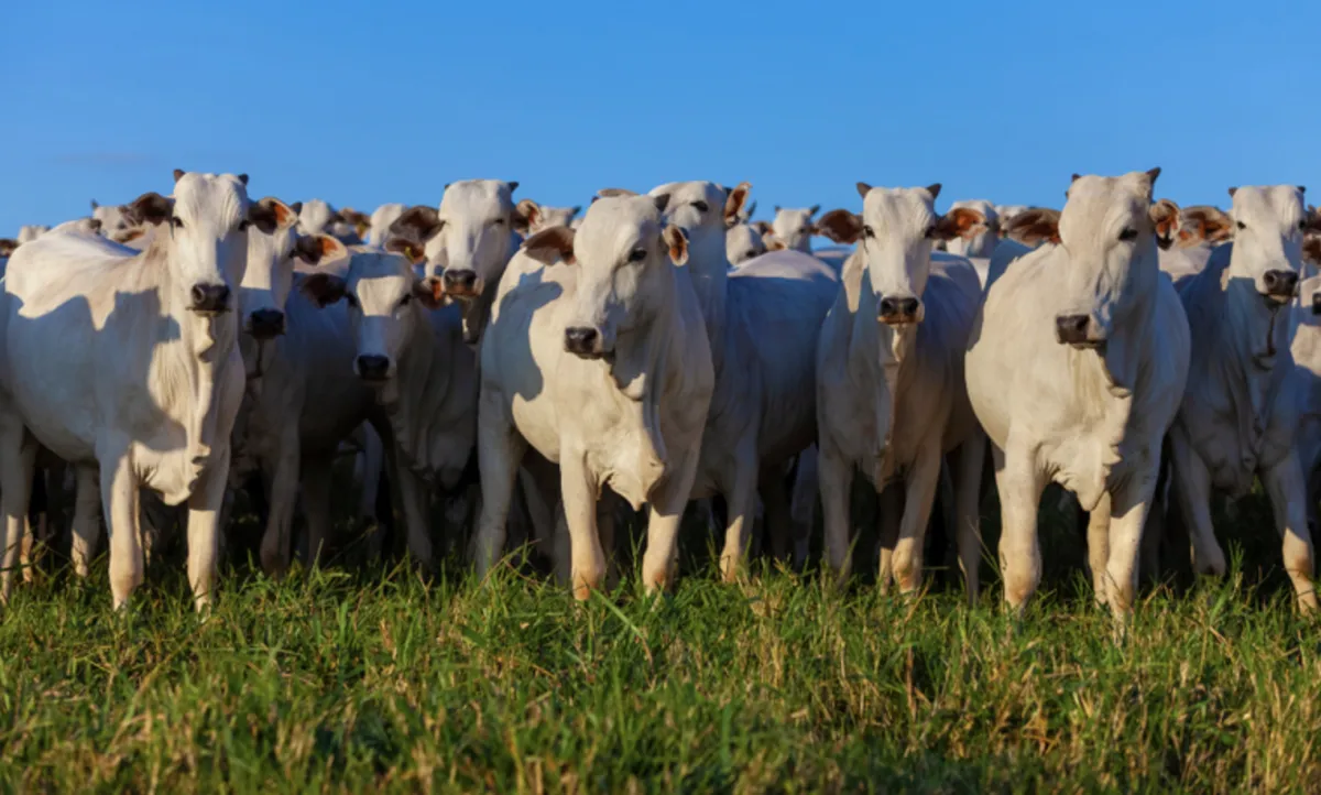 VBP agropecuário é estimado em R$ 1,39 trilhão em julho