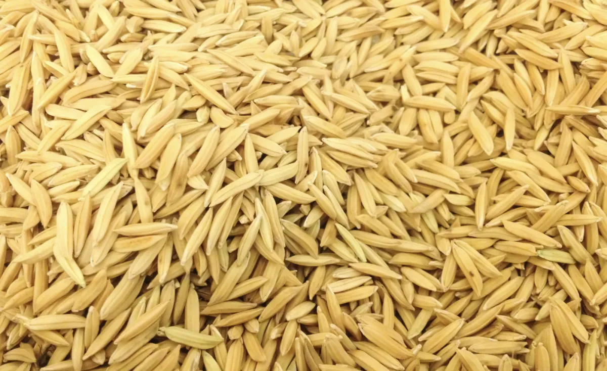 Preço do arroz em casca sobe no RS, mas margem segue abaixo de 2025