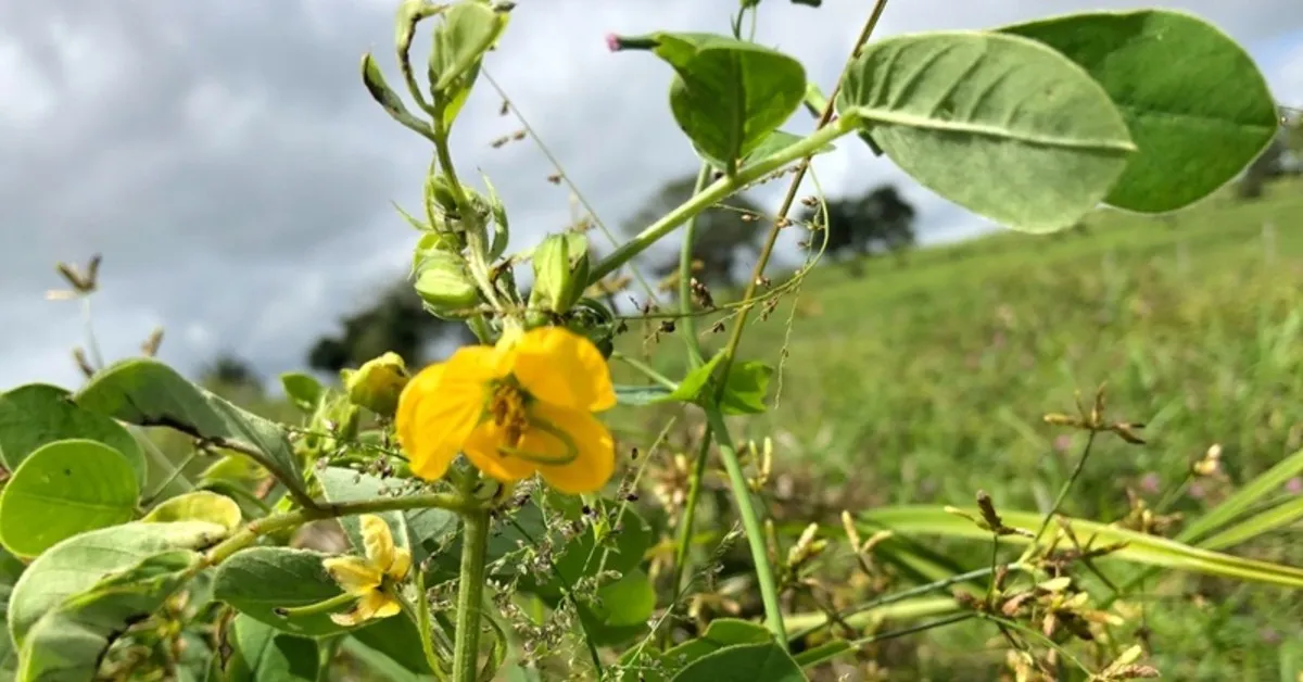 Plantas daninhas tóxicas no pasto causam perdas econômicas e mortes de bovinos