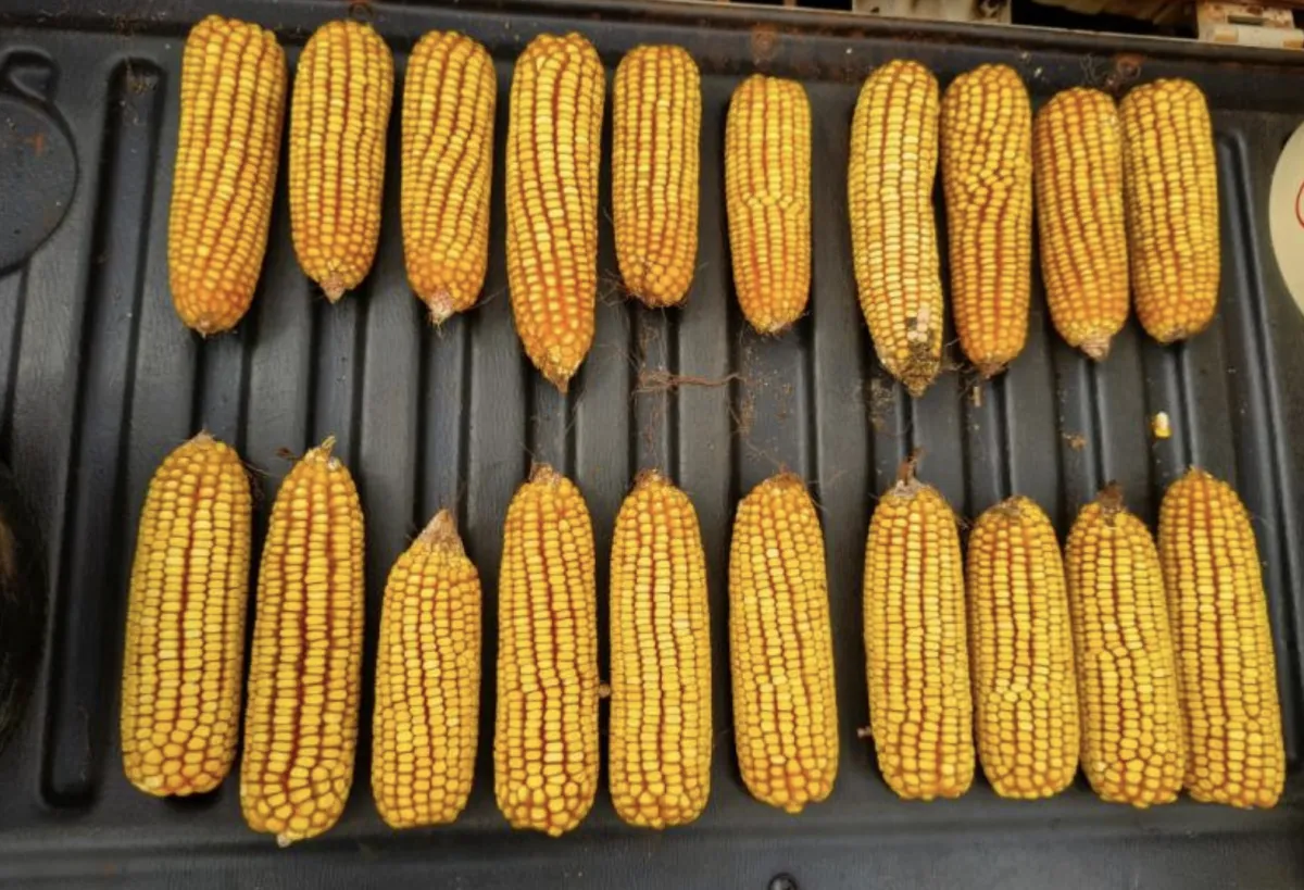 Colheita do milho atinge 37,3% e entra na fase mais intensa em MS