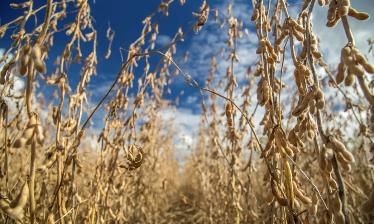 Soja impulsiona comércio, serviços e novas indústrias no interior