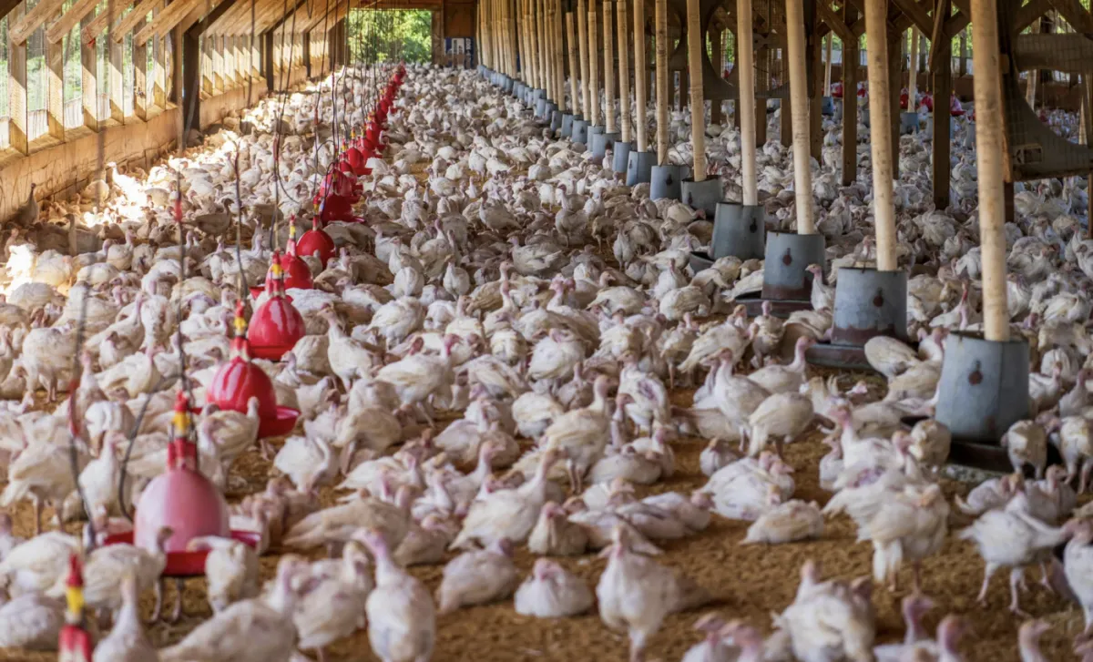 Avicultura paulista atinge 1,9 milhão de t com foco em biossegurança