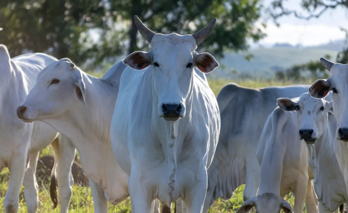 Mercado de genética bovina avança 12,4% e bate recorde de exportação