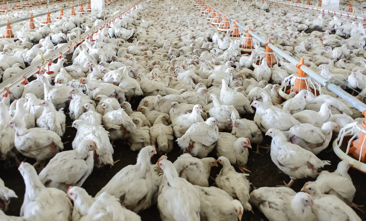 Paraná lidera exportações de frango em julho com salto de 49,3%