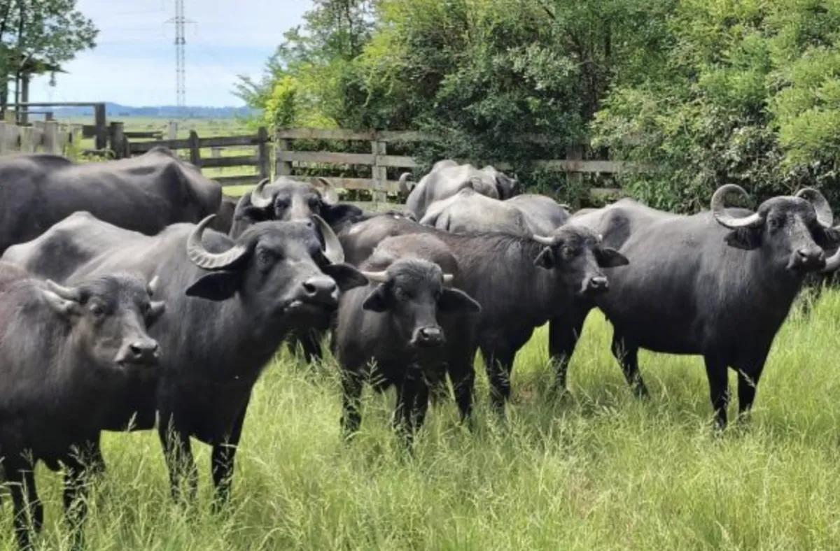 Búfalos ganham espaço na 49ª Expointer com foco em leite e derivados