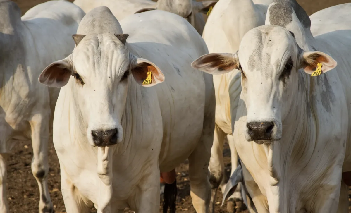Agro deve atingir R$ 3,13 tri em 2026 puxado por bovinocultura