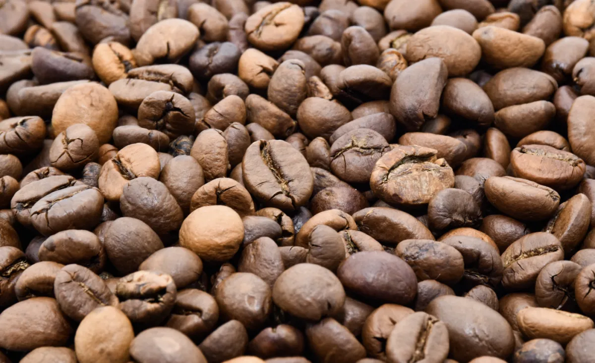 Atraso na colheita e qualidade do grão limitam oferta de café