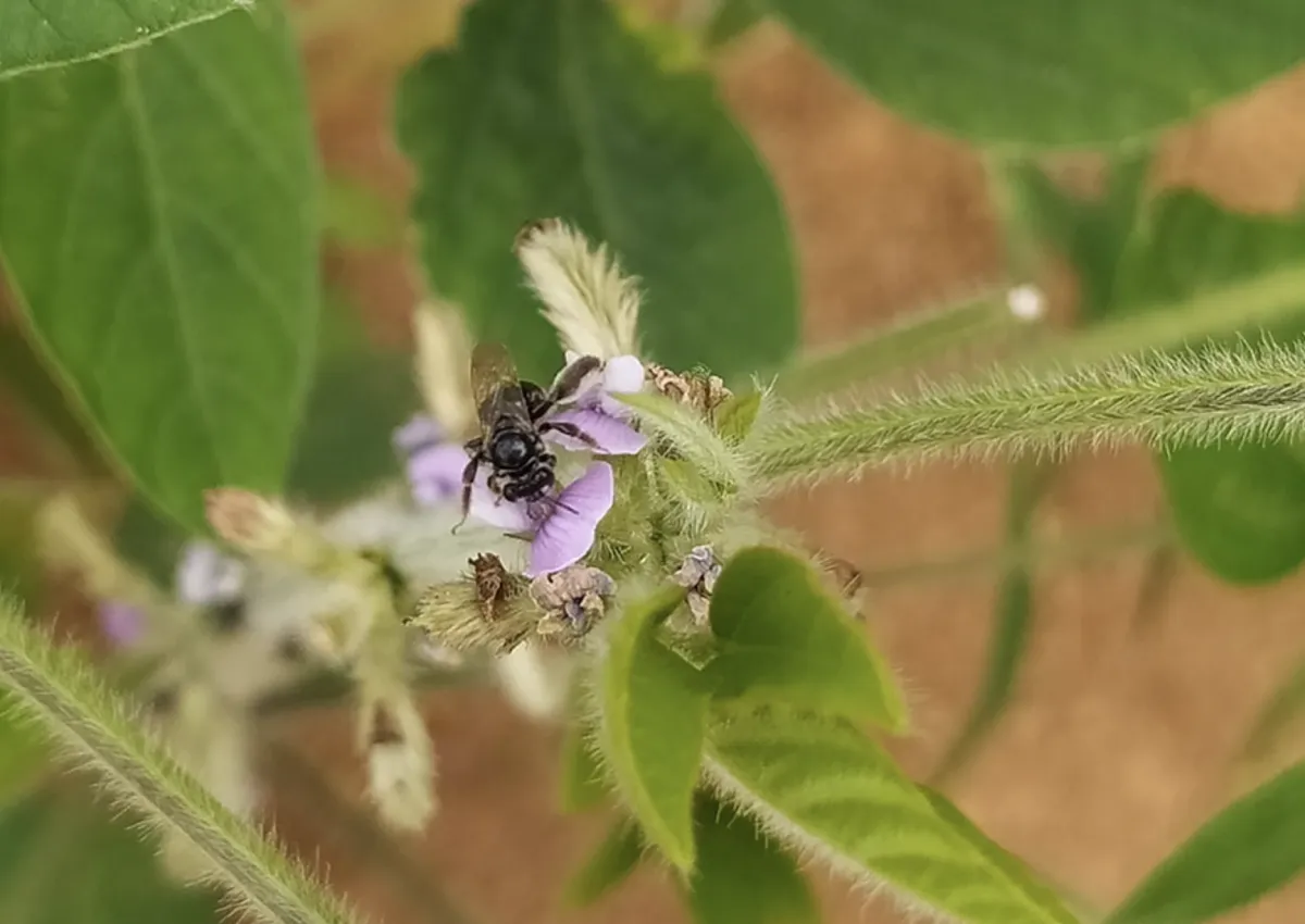 Embrapa identifica 27 novos registros de abelhas nativas na soja