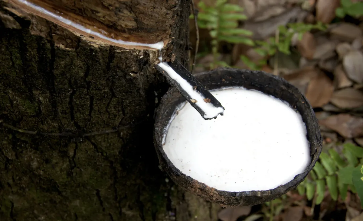 Custo de importação da borracha natural recua 5,2% em julho