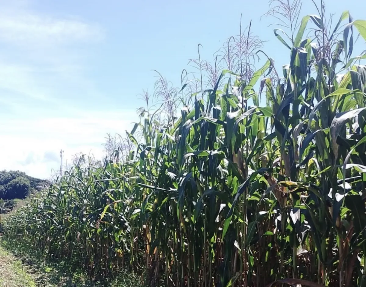 Sementes e mudas resistentes ajudam o agro contra pragas e seca em SP