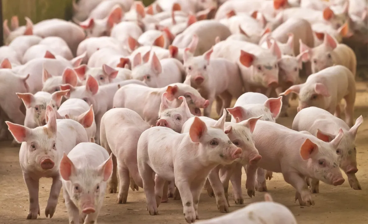 Poder de compra do suinocultor cai pelo 3º mês em SP