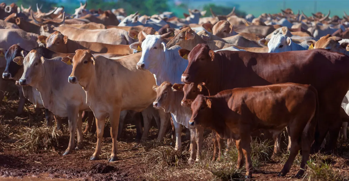 Faesp defende prazos de transição e reequilíbrio comercial contra a UE