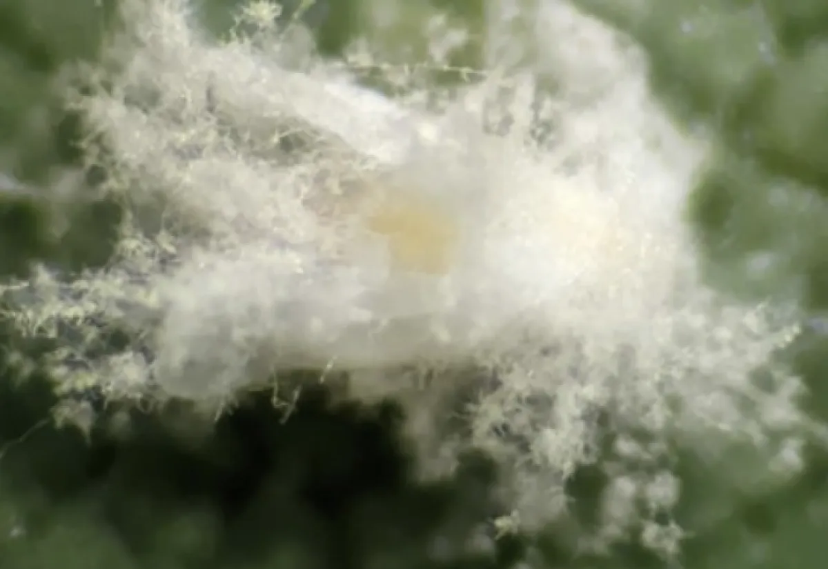 Embrapa patenteia tecnologia para bioinseticidas fúngicos