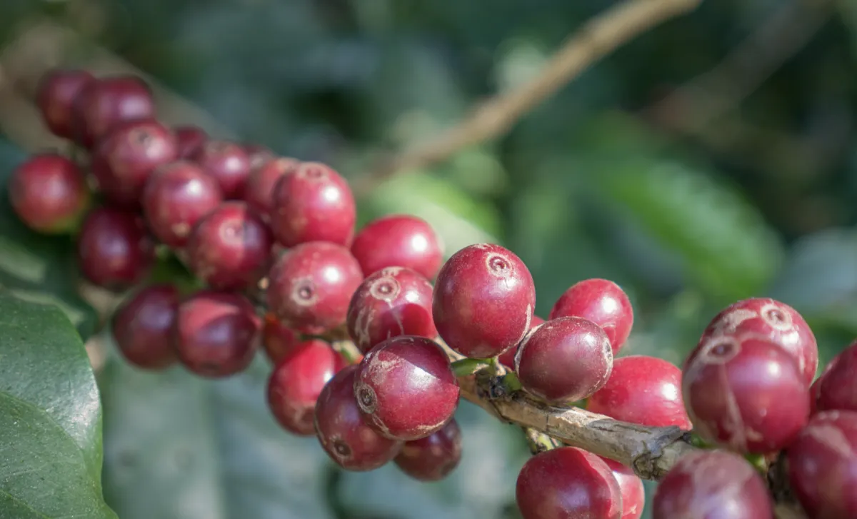 Colheita de café atinge 95,4% e entra na reta final