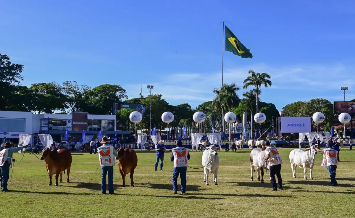 ExpoBrahman abre inscrições com pista, campo e leilões de genética