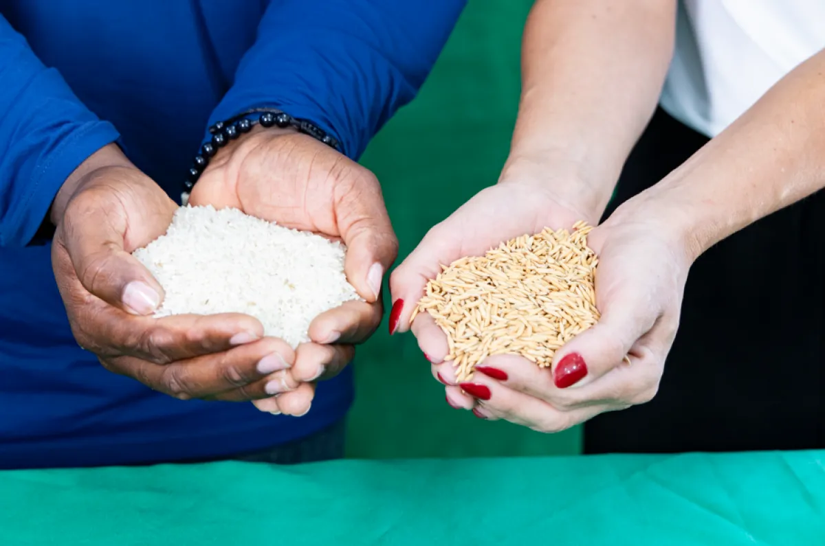 UFLA avança em arroz verde tolerante à seca e sustentável