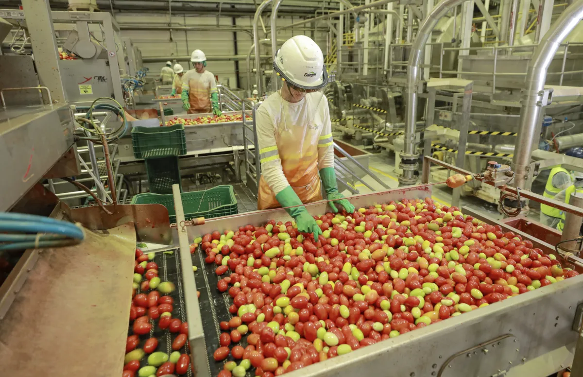Goiás lidera produção de tomate do país e fatura R$ 1,5 bi