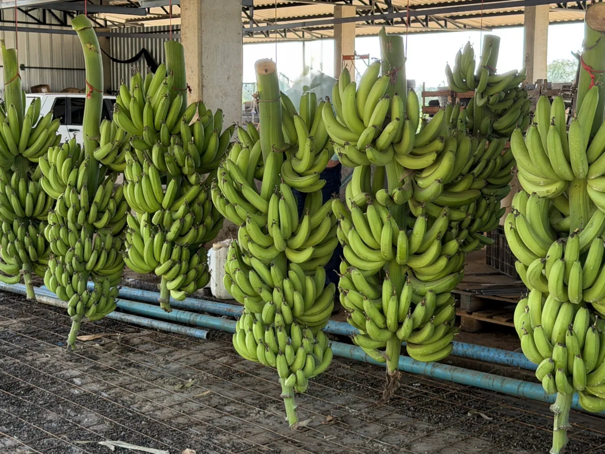 Cultivo de banana impulsiona economia regional em MT