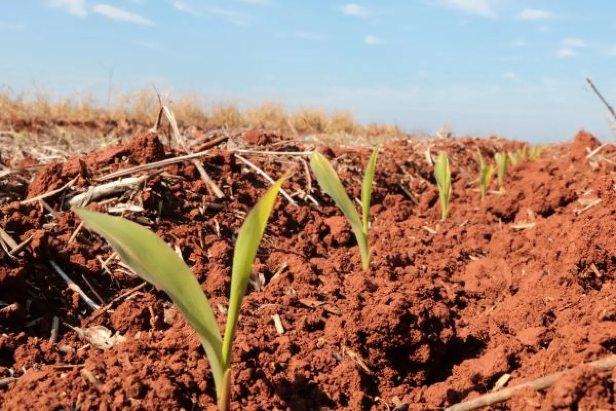 Milho atinge 54% da área no RS e frio desafia lavouras