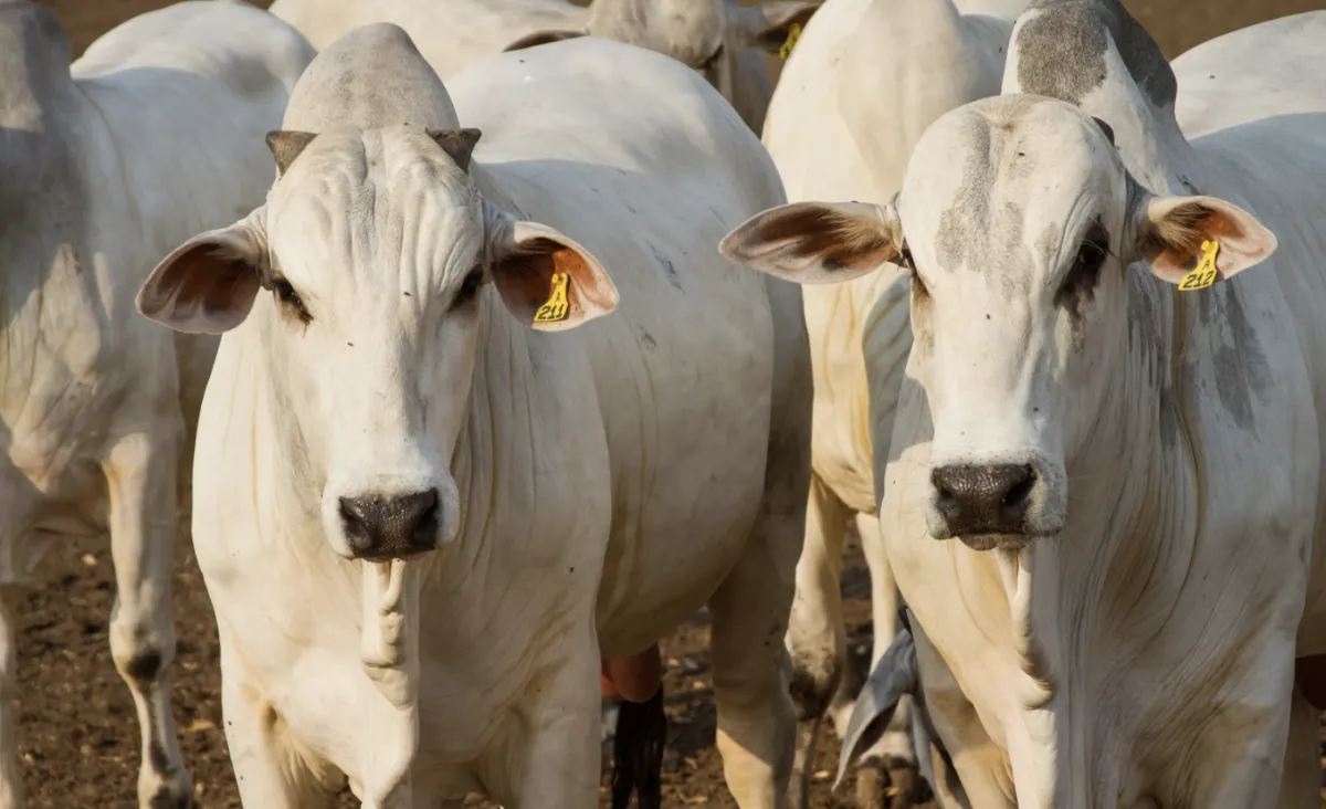 “Vida que segue”: Carne brasileira sofre bloqueio da União Europeia