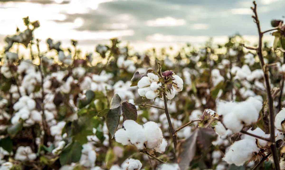 Algodão avança em Mato Grosso com alta produtividade e alerta de chuvas