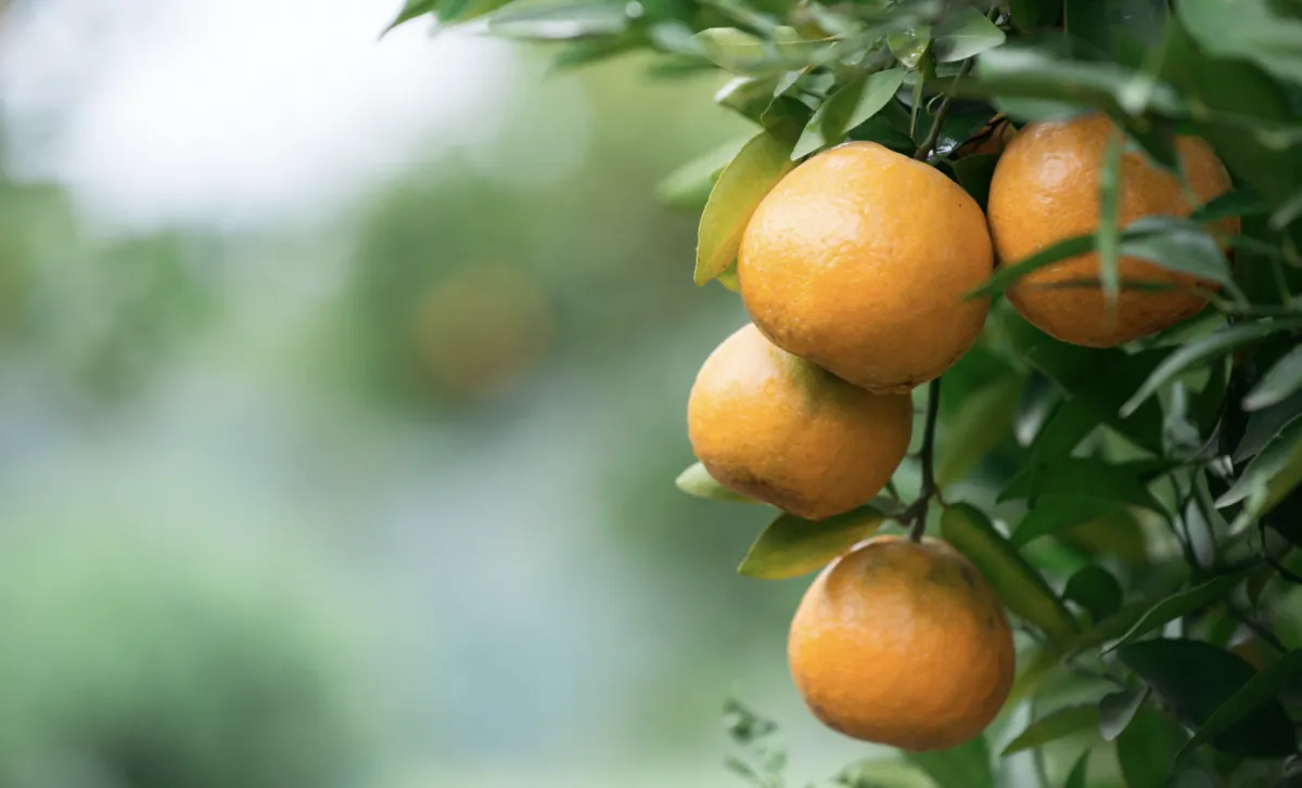 Leilão do Pepro negocia 13 mil t de laranja em cinco estados