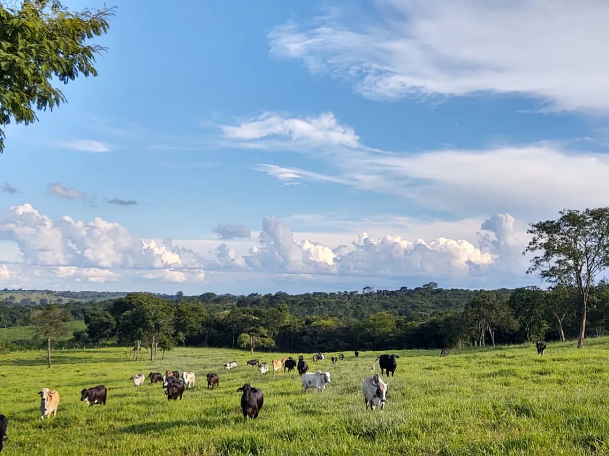 Manejo de invasoras eleva a taxa de lotação na pecuária