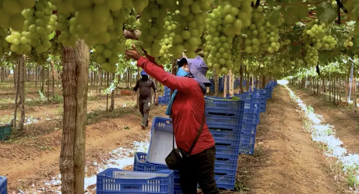 Produção de frutas cresce 19% no Nordeste em quatro anos