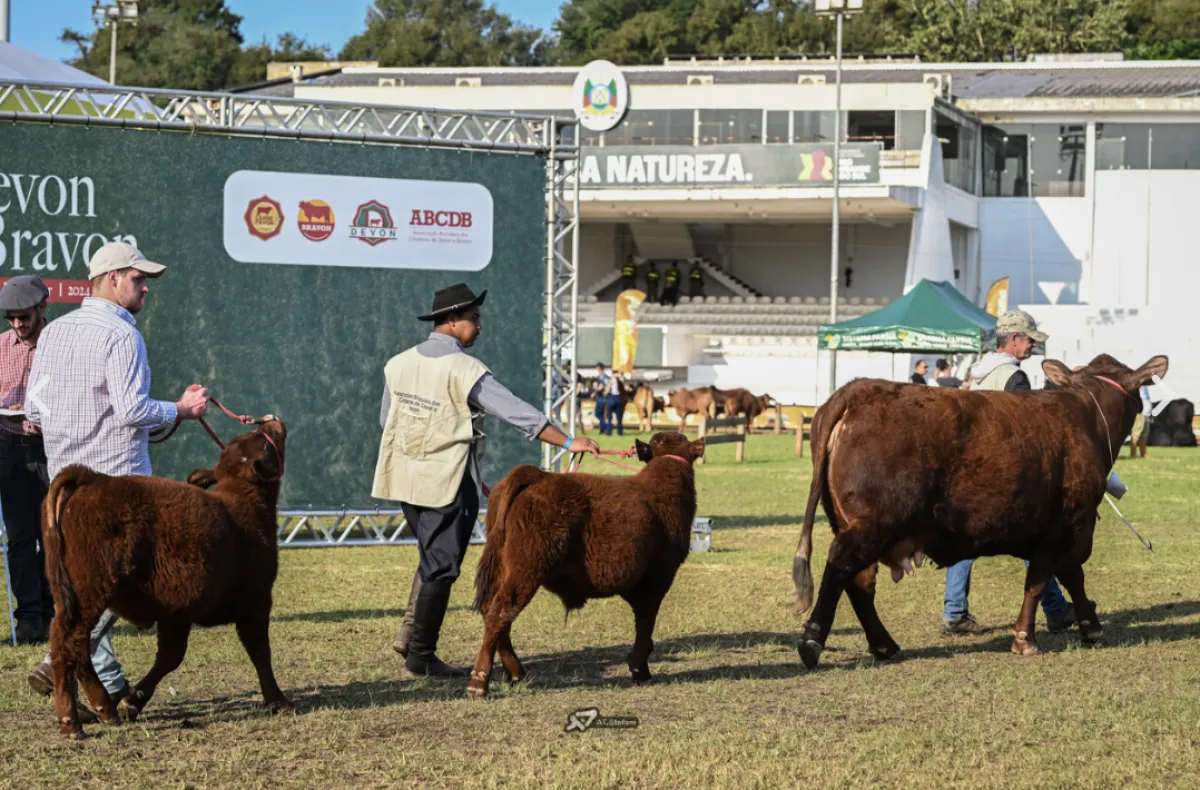 Devon celebra 120 anos no Brasil e domina grandes campeonatos da Expointer