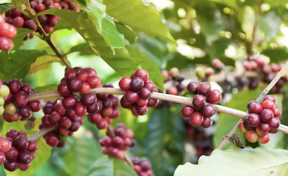 Oferta maior derruba café arábica mas clima gera reação