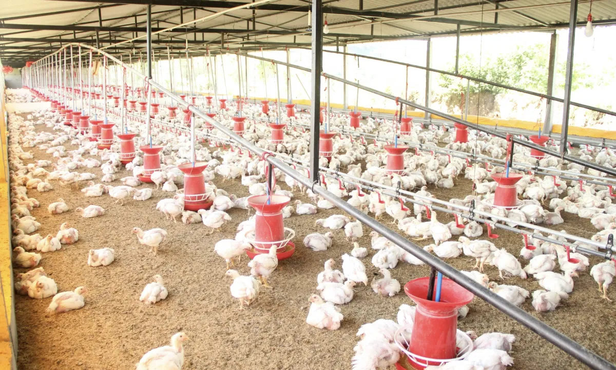 Demanda pela carne impulsiona preço do frango vivo em SP