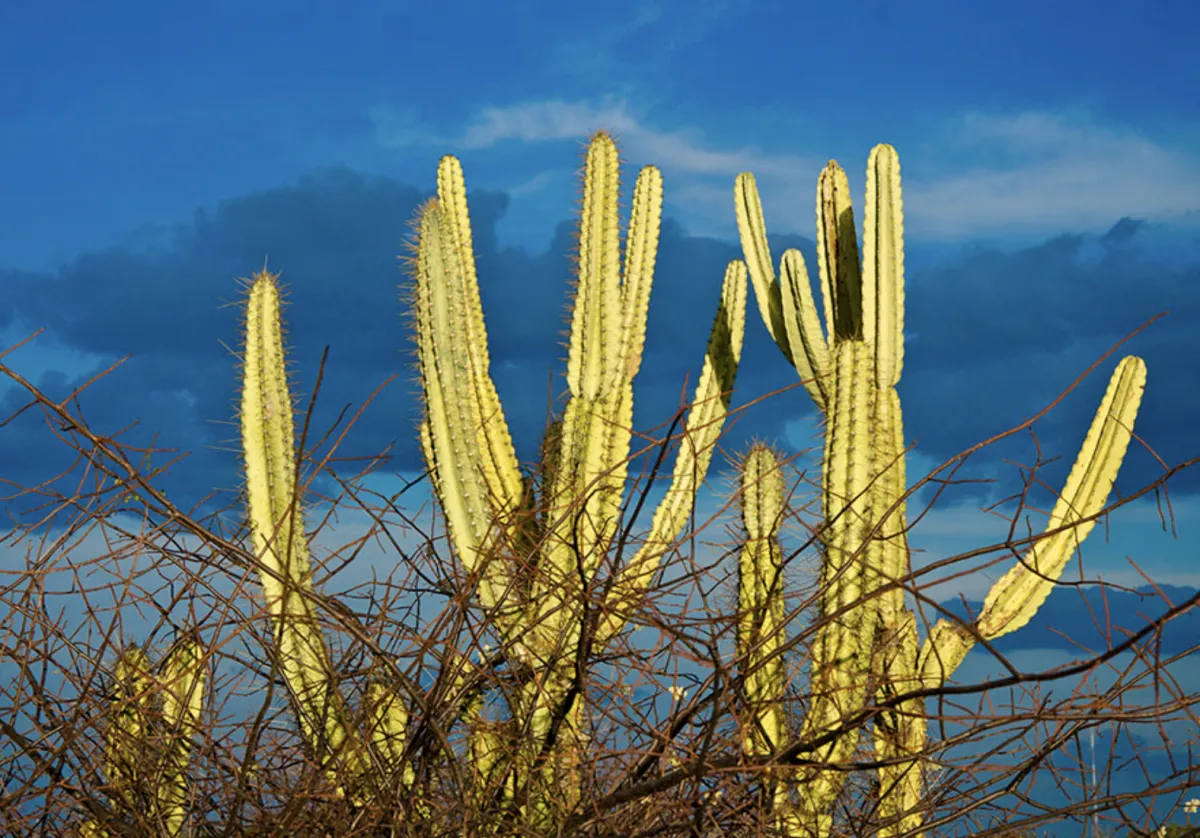 Embrapa identifica fungos da Caatinga para criar bioinsumos contra o calor