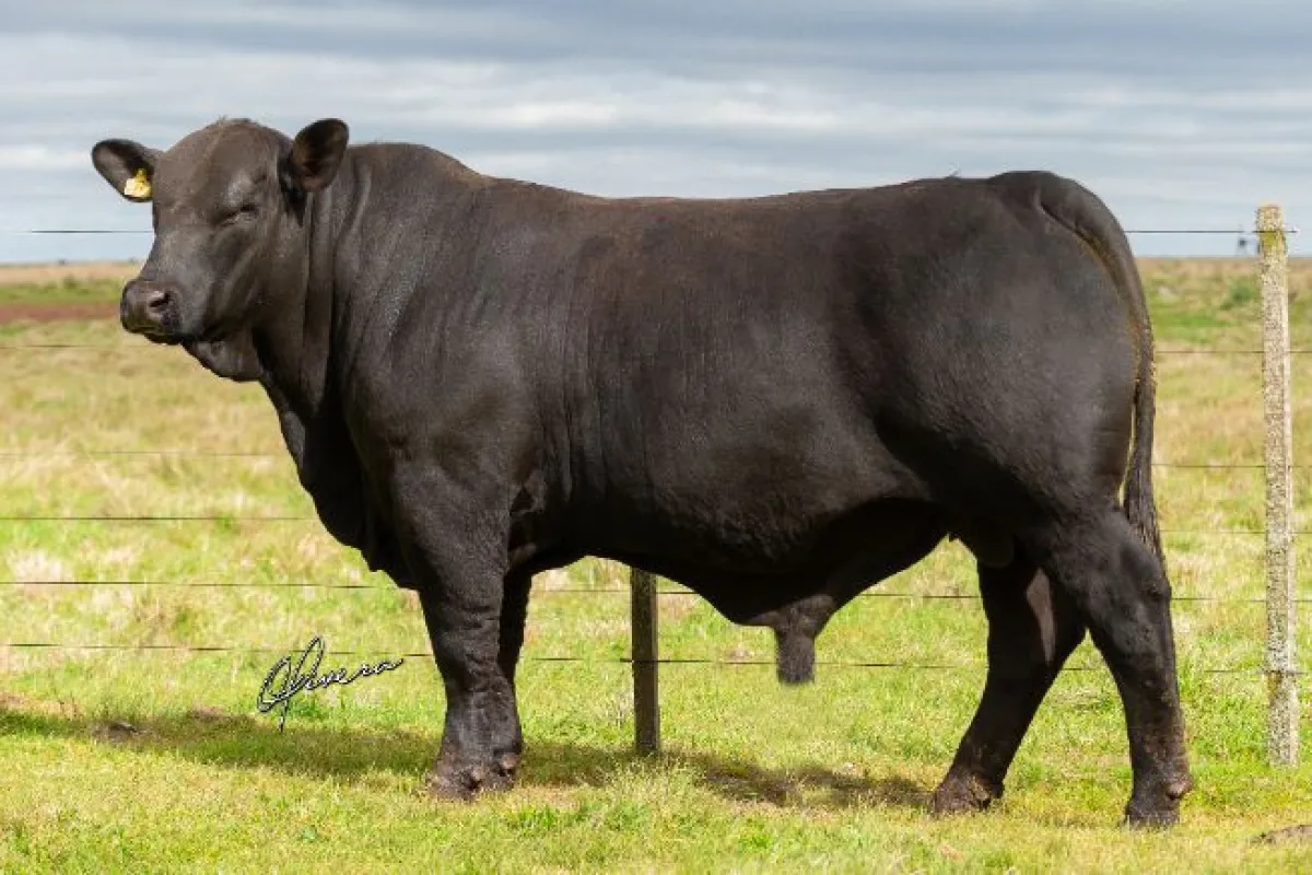 Megaleilão abre Expofeira com 450 cabeças Angus e Brangus