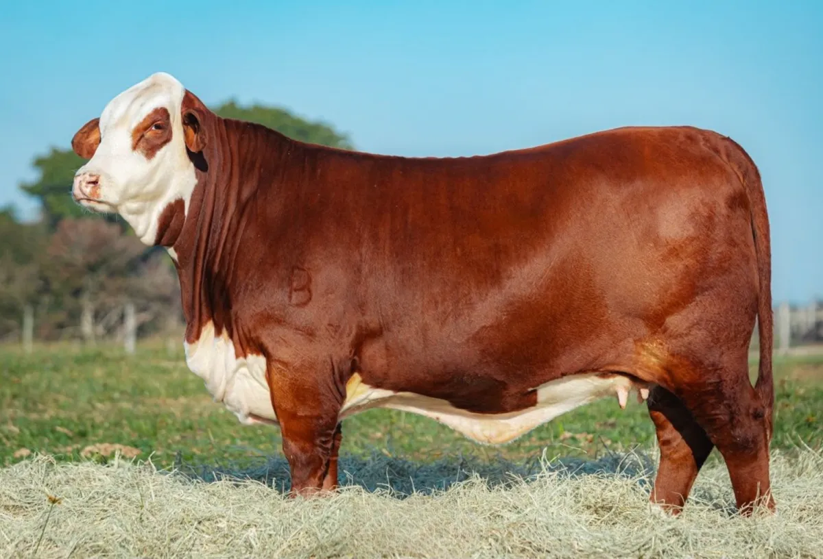 Hereford e Braford lideram 75% das vendas na Expointer