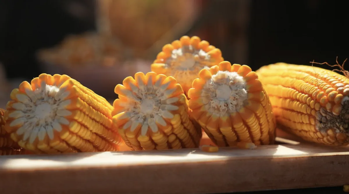 Mato Grosso supera a Argentina em produtividade de milho mesmo com área menor 