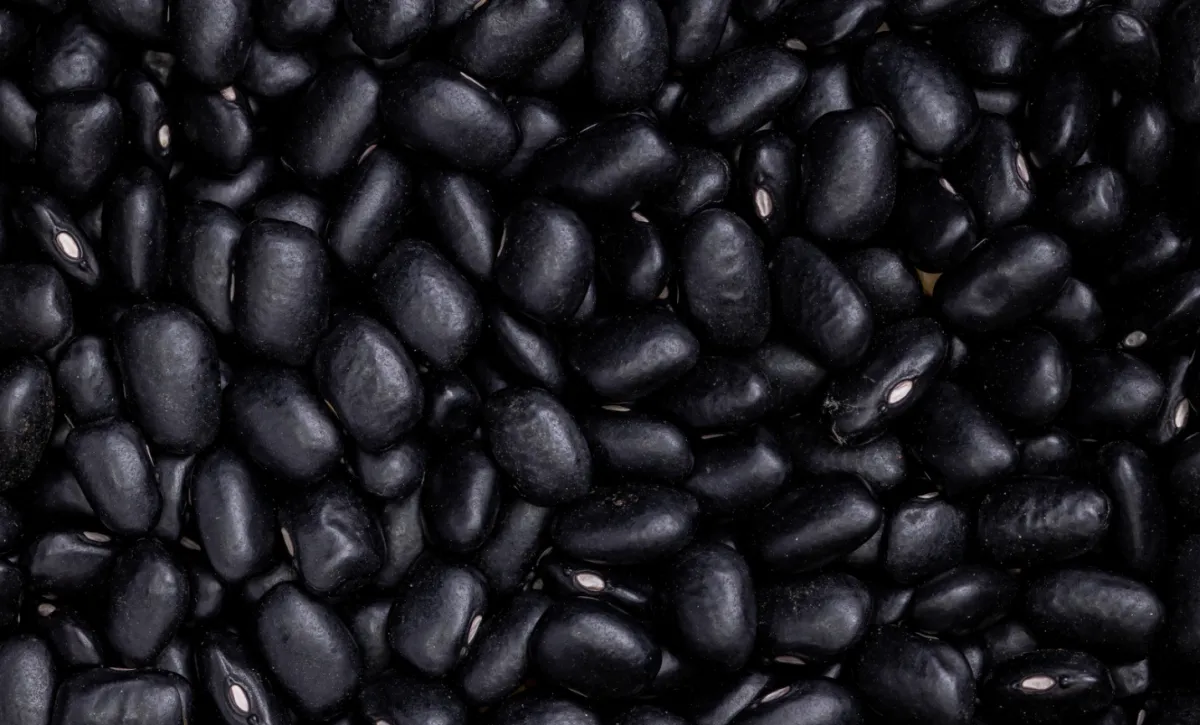 Preço do feijão segue firme e tipo preto lidera altas no PR