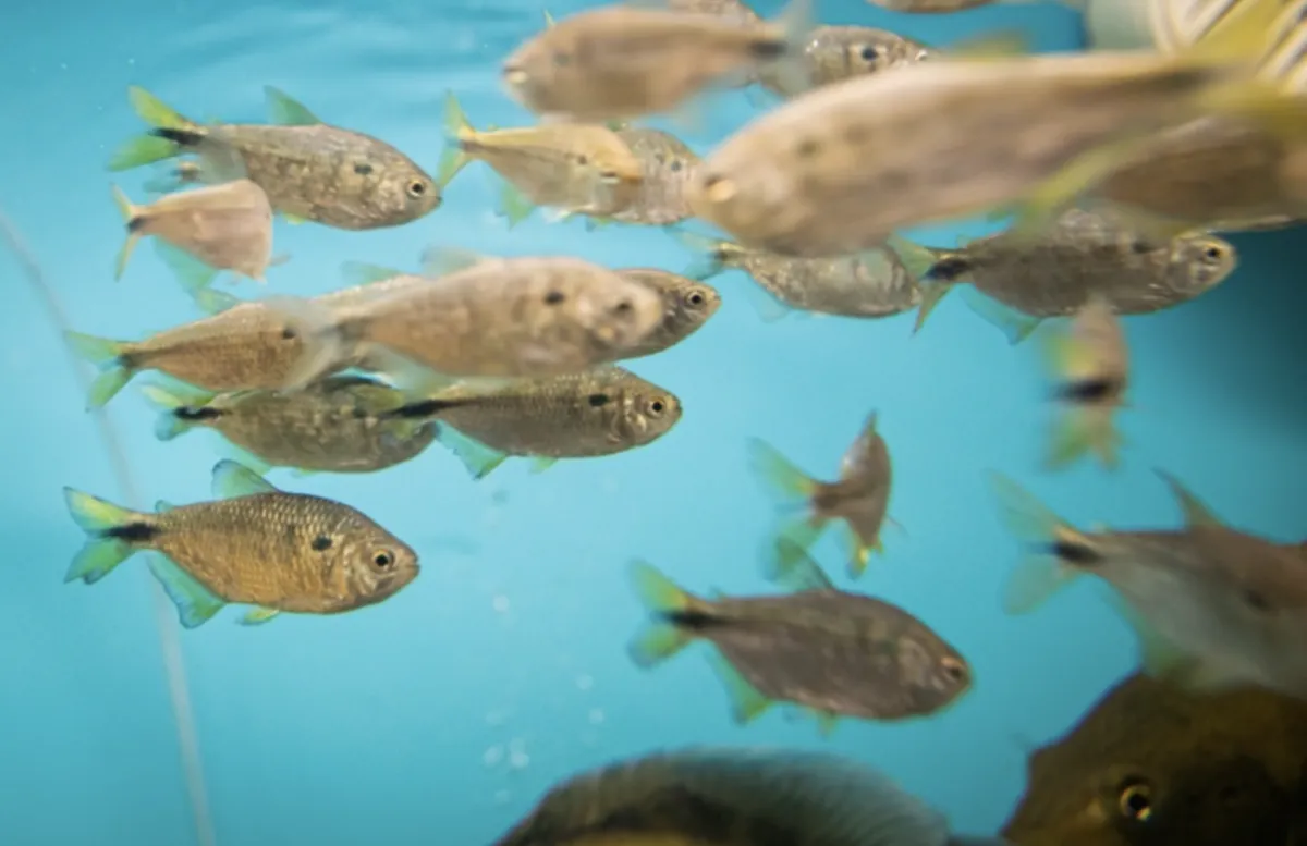 Novo licenciamento da aquicultura adota volume de produção como critério
