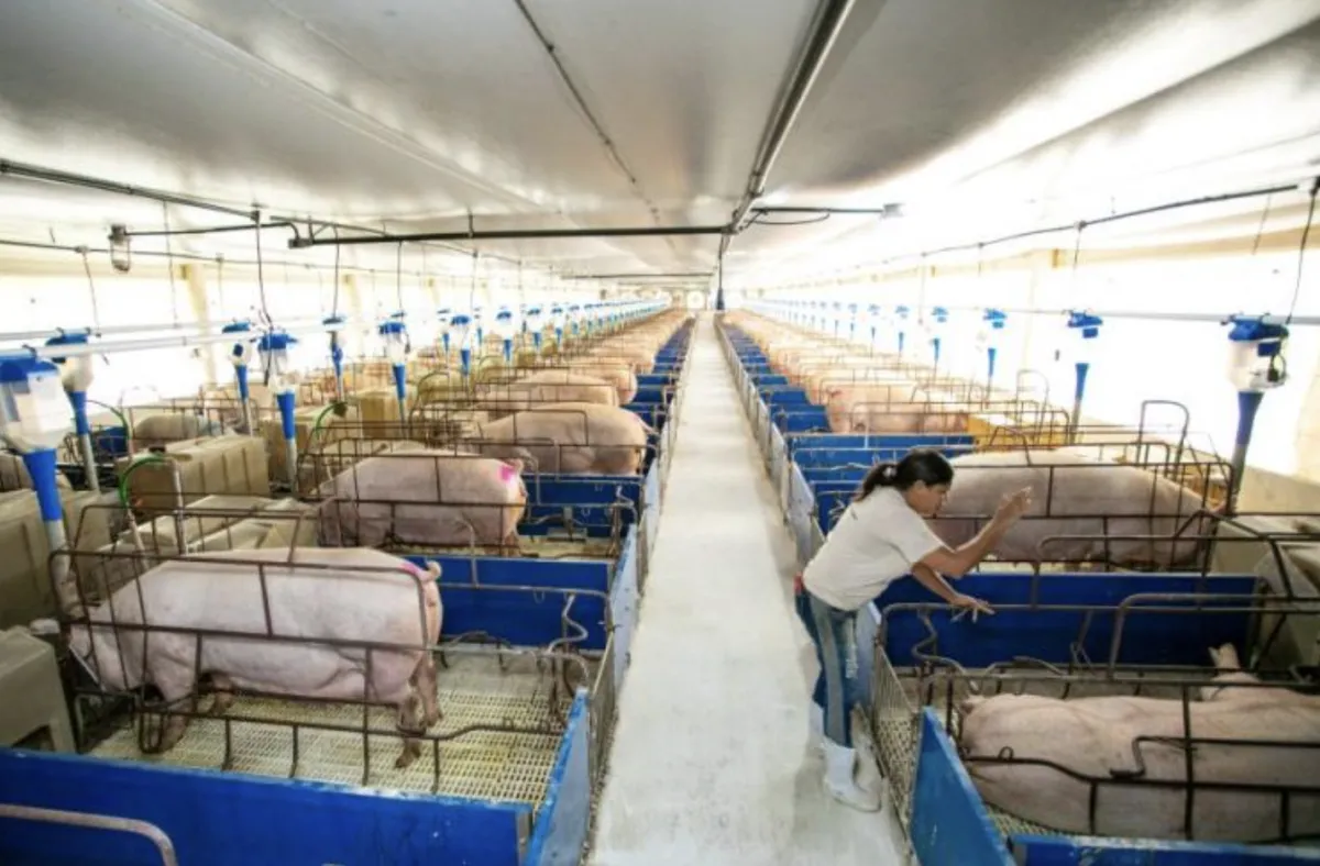 Suinocultura bate recorde e desafia gestão de pessoas